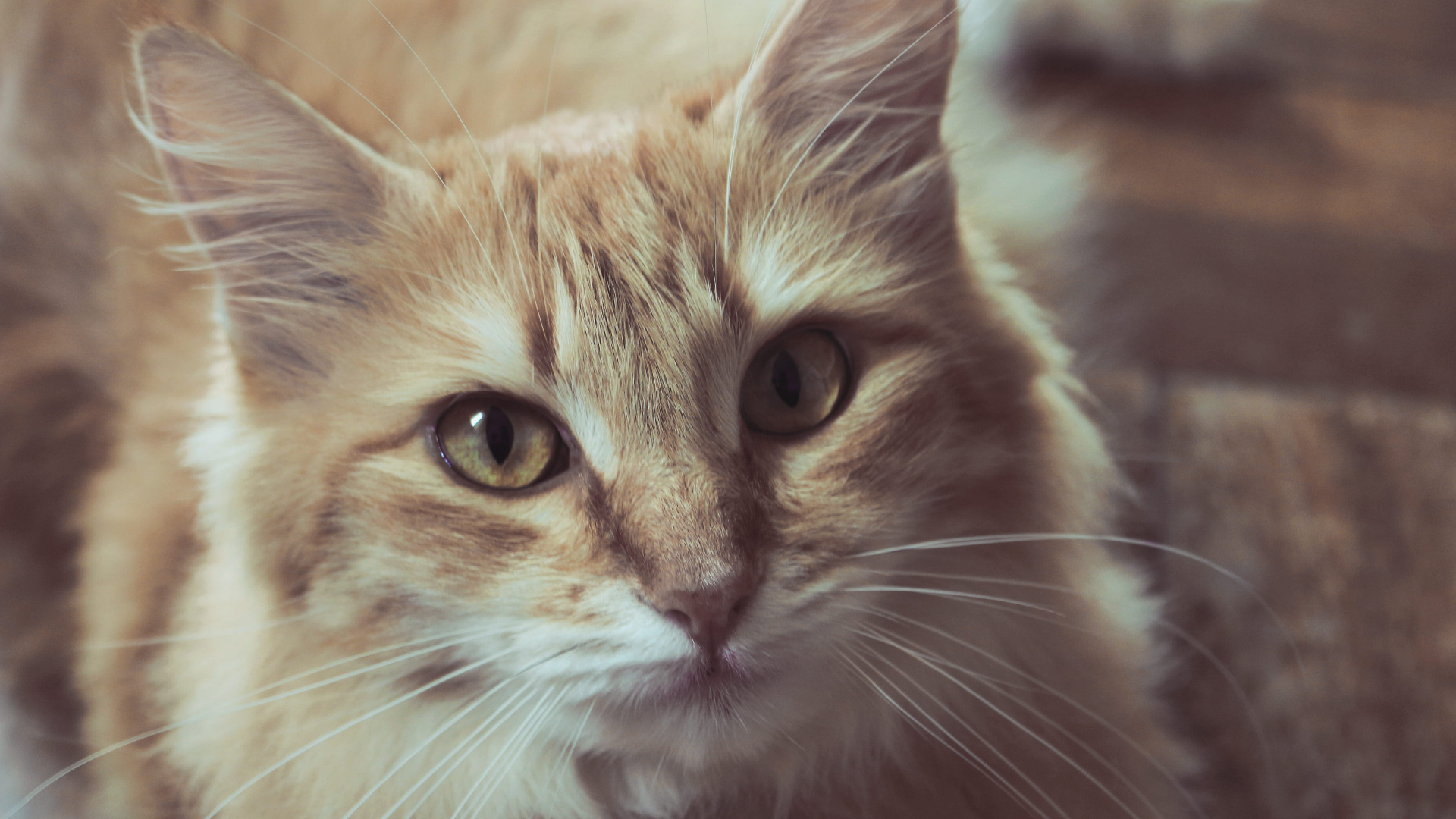 Best Food for Cats with Rodent Ulcers