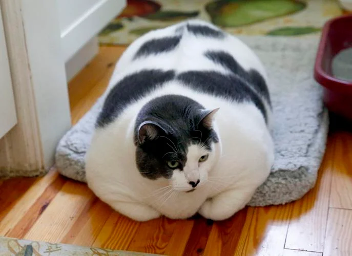 best weight management cat food 