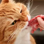 what is the healthiest cat food for indoor cats