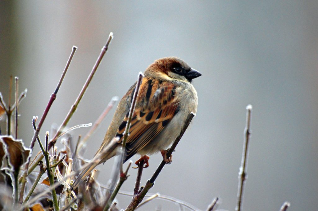 best bird food for sparrows 